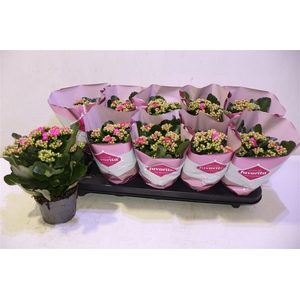 arr8 Kalanchoe Double Deluxe Pink