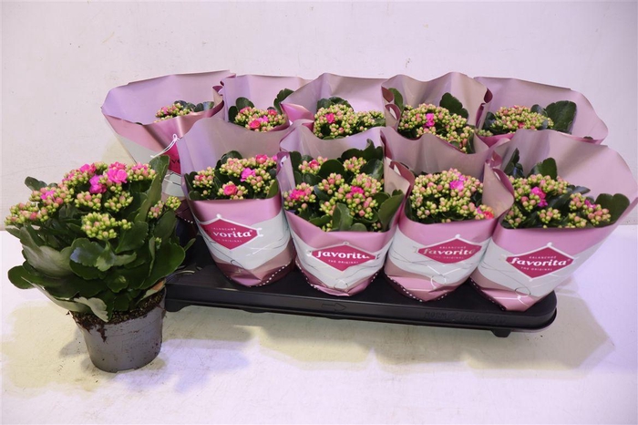 <h4>arr8 Kalanchoe Double Deluxe Pink</h4>
