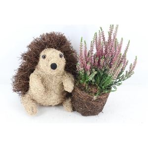 arr4 Outdoor PL - Riet Egel calluna