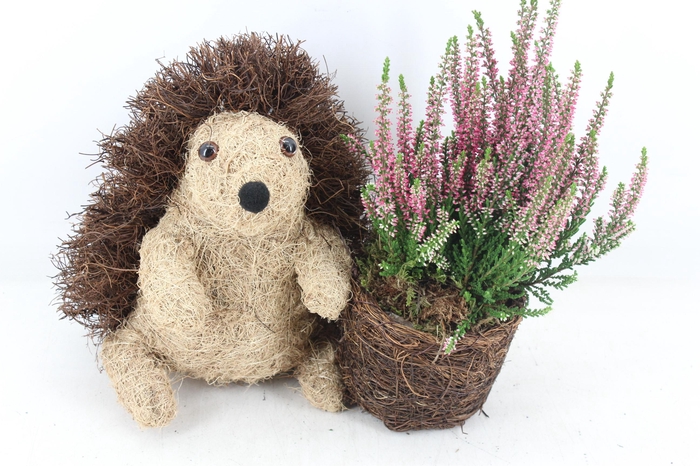 <h4>arr4 Outdoor PL - Riet Egel calluna</h4>