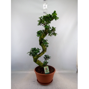 Ficus microcarpa 'Ginseng'