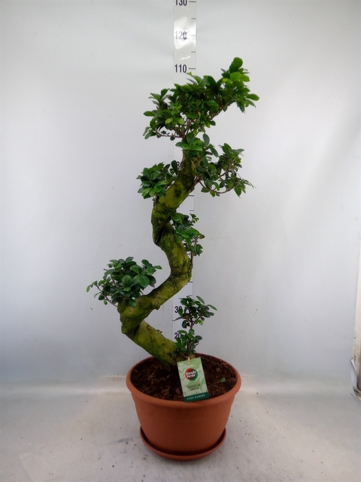 <h4>Ficus microcarpa 'Ginseng'</h4>