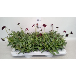Cosmos atrosang.