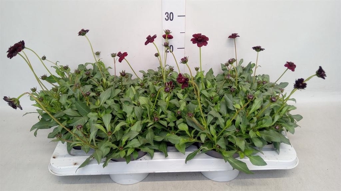 <h4>Cosmos atrosang.</h4>
