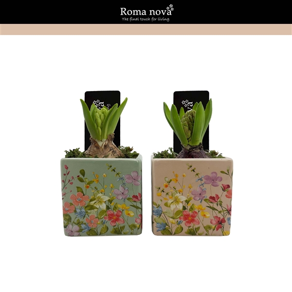<h4>1423 - Floral Portuguese (Hyacint)</h4>