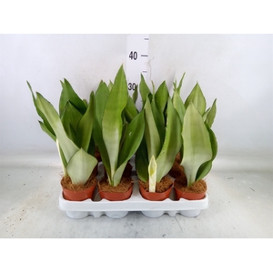 Sansevieria trifa. 'Moonshine'
