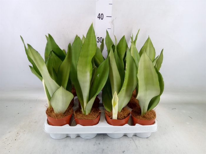 <h4>Sansevieria trifa. 'Moonshine'</h4>