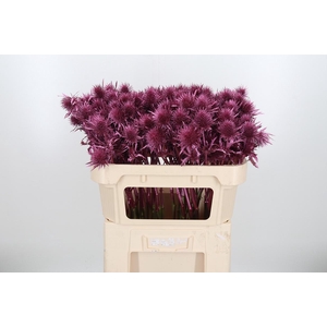 Eryn Supernova Kl Bh Metallic Rose