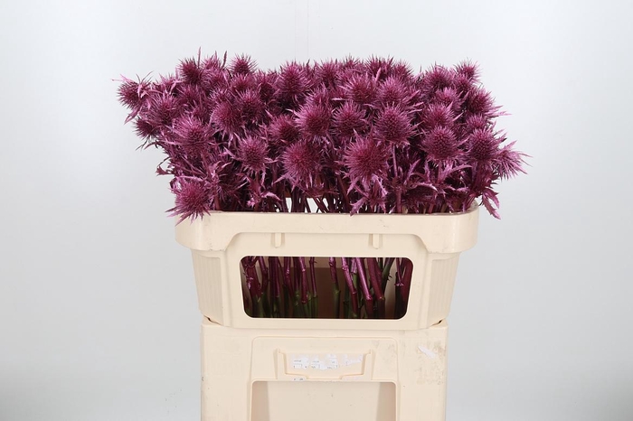 <h4>Eryn Supernova Kl Bh Metallic Rose</h4>