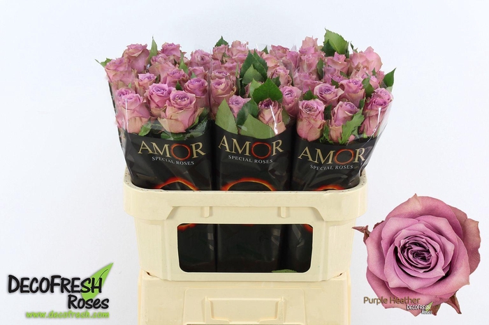 <h4>R Gr Purple Heather</h4>