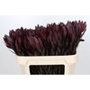 Leucadendron Saf Sunset Dark R.