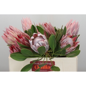 Protea Cynaroides