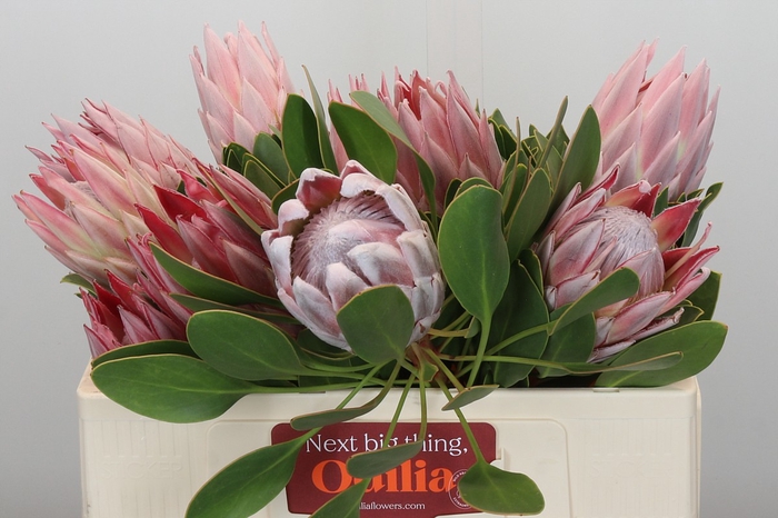 <h4>Protea Cynaroides</h4>