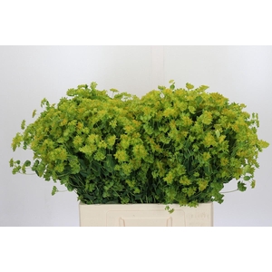 Bupleurum Griffithii