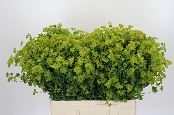 <h4>Bupleurum Griffithii</h4>