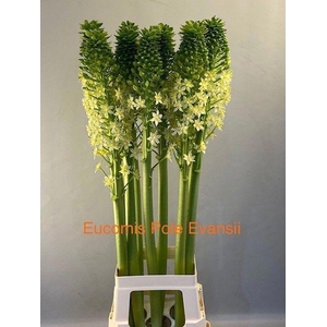 EUCOMIS P-E GOLIATH