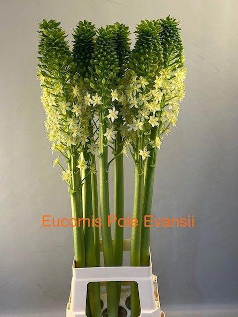 <h4>EUCOMIS P-E GOLIATH</h4>
