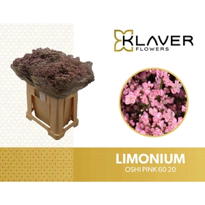 Limonium Safora Oshi Pink Klaver