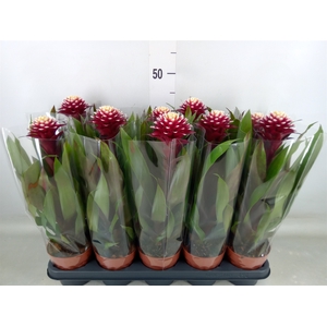 Guzmania  'Francesca'