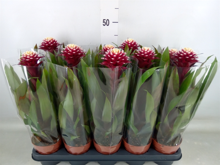<h4>Guzmania  'Francesca'</h4>