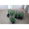 DIANTHUS CA PEMAN