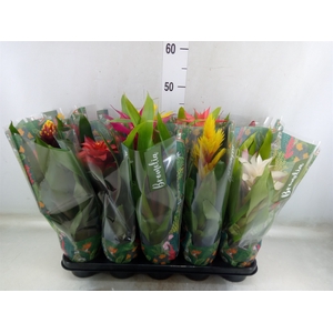 Bromelia   ...mix