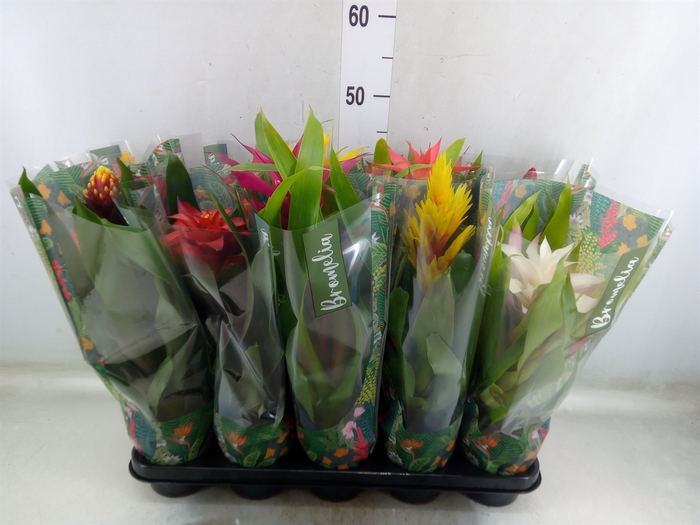 <h4>Bromelia   ...mix</h4>