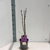 Syringa Ruhm von Horstenstein