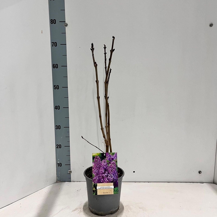 Syringa Ruhm von Horstenstein