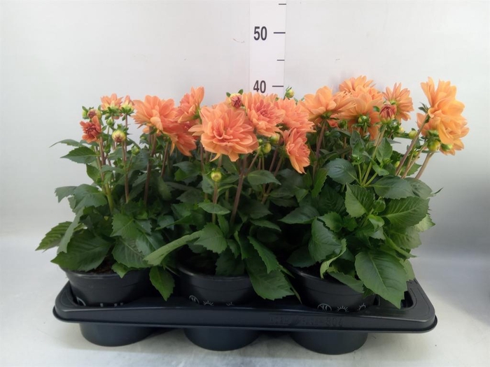 <h4>Dahlia  'Dahlinova Tempt Golden'</h4>