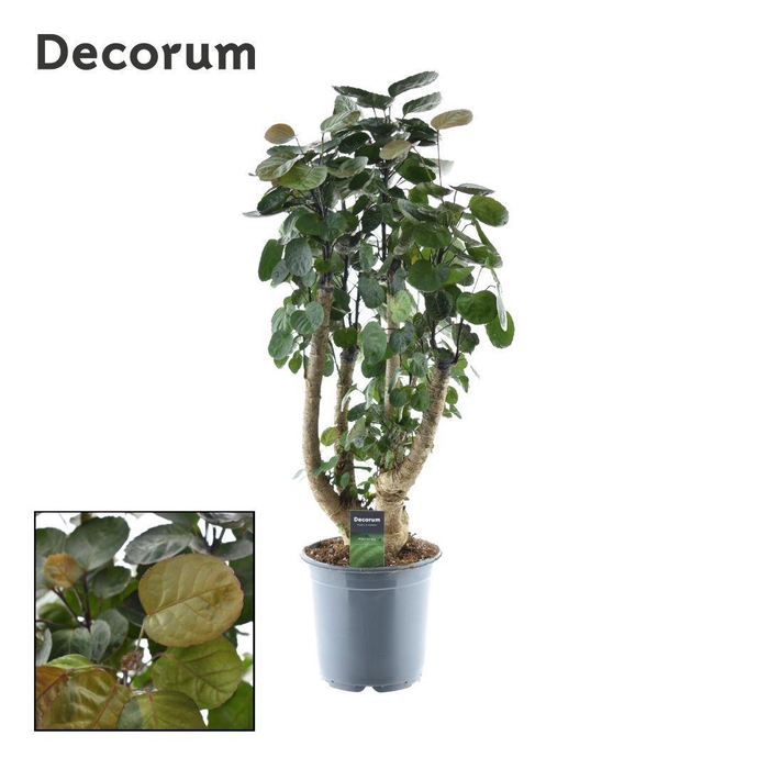 <h4>Polyscias Fabian vertakt</h4>