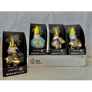 BLOEMBOL HIPPEASTRUM