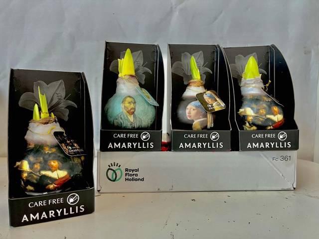 <h4>BLOEMBOL HIPPEASTRUM</h4>