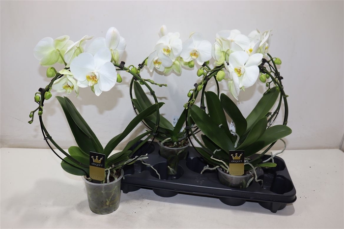 <h4>Phal El Cascade</h4>