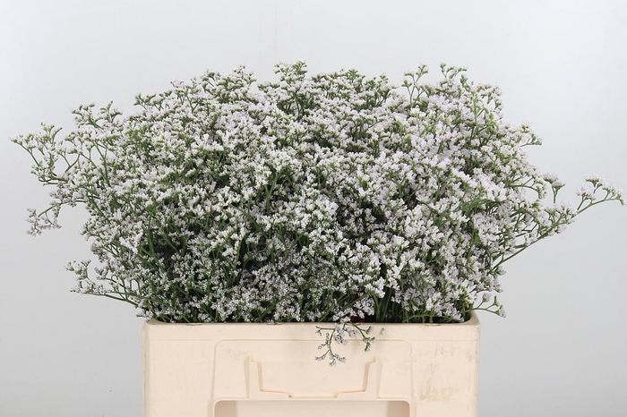 <h4>LIM CASP WHITE NETO</h4>