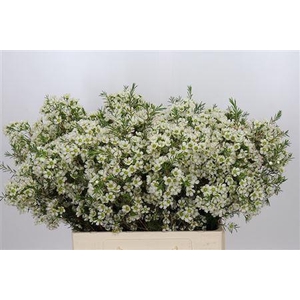 Chamelaucium Ivory Pearl White 60cm