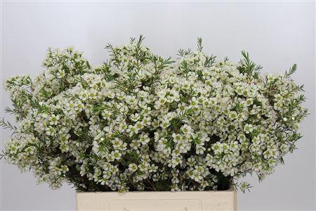 <h4>Chamelaucium Ivory Pearl White 60cm</h4>