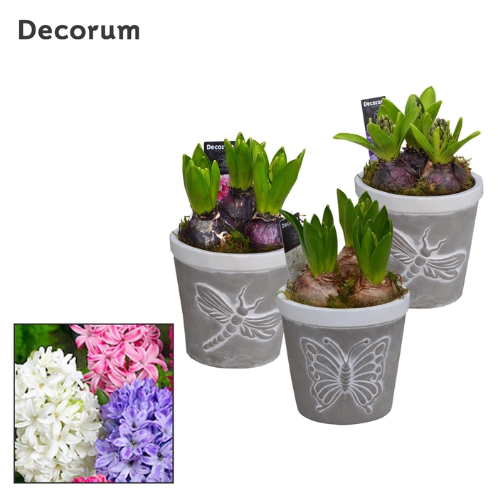 <h4>Hyacint Flying Nature HL15381 [PURE]</h4>