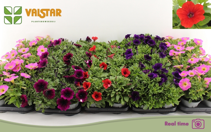 <h4>PET FAMOUS GEM</h4>