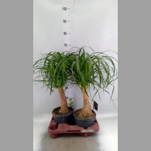 Beaucarnea recurvata