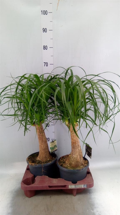 <h4>Beaucarnea recurvata</h4>