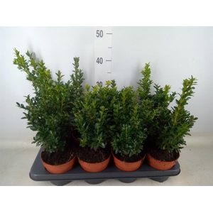 Buxus semp.   ...