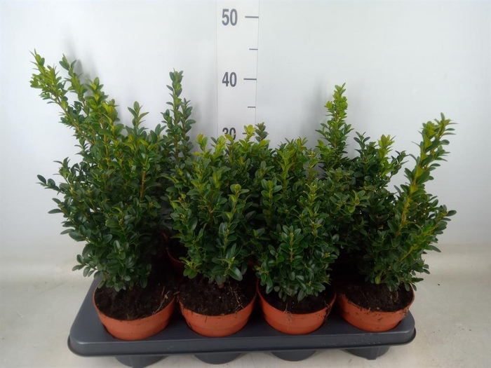 <h4>Buxus semp. ...</h4>