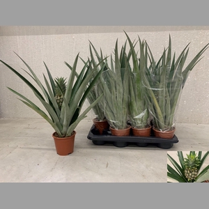 ANANAS CHAMPACA