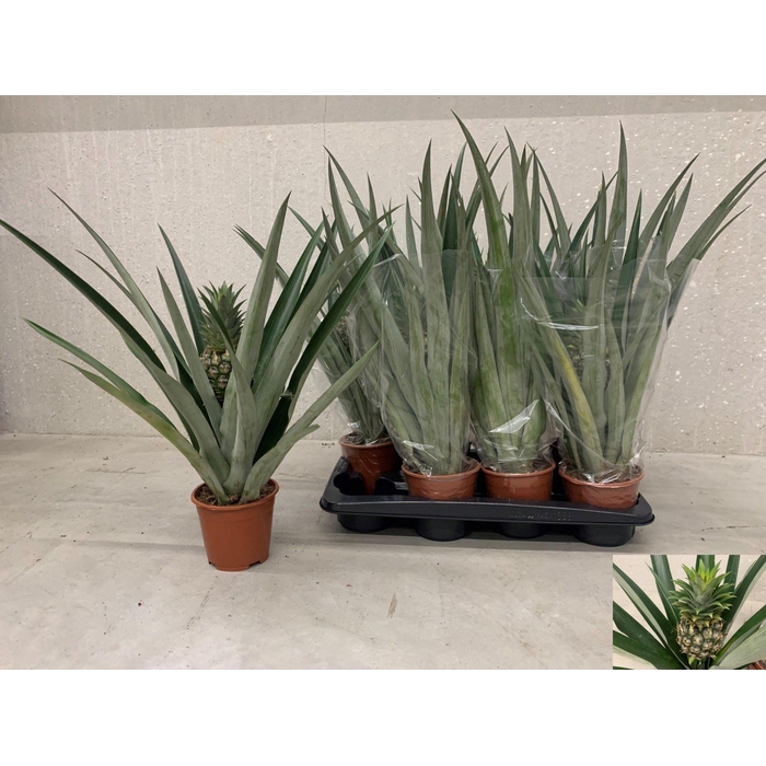 <h4>ANANAS CHAMPACA</h4>