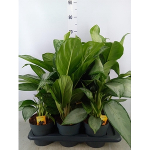 Aglaonema   ...mix