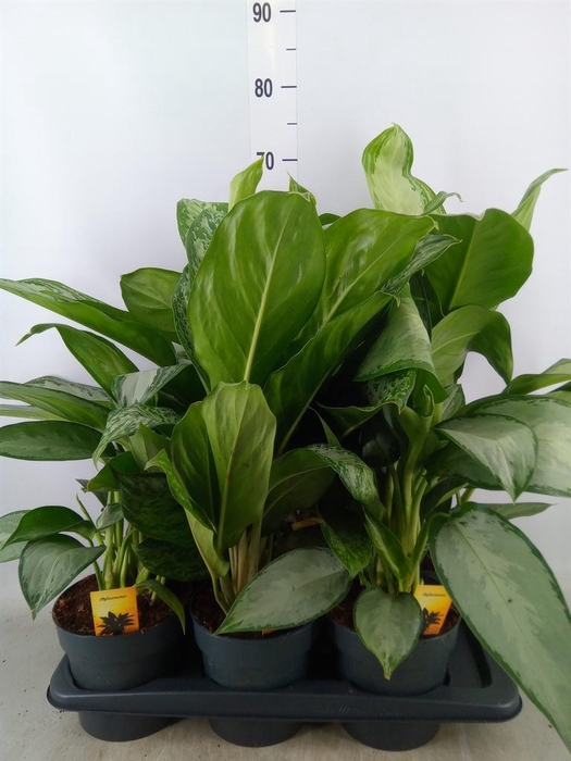<h4>Aglaonema   ...mix</h4>
