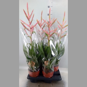 Tillandsia  'Dolce'
