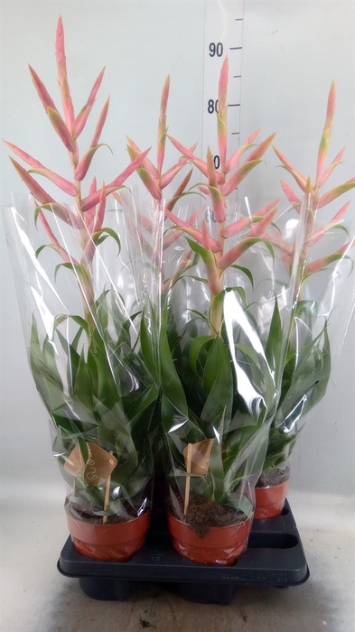 <h4>Tillandsia  'Dolce'</h4>