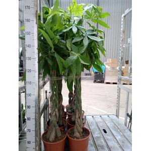 Pachira aquatica